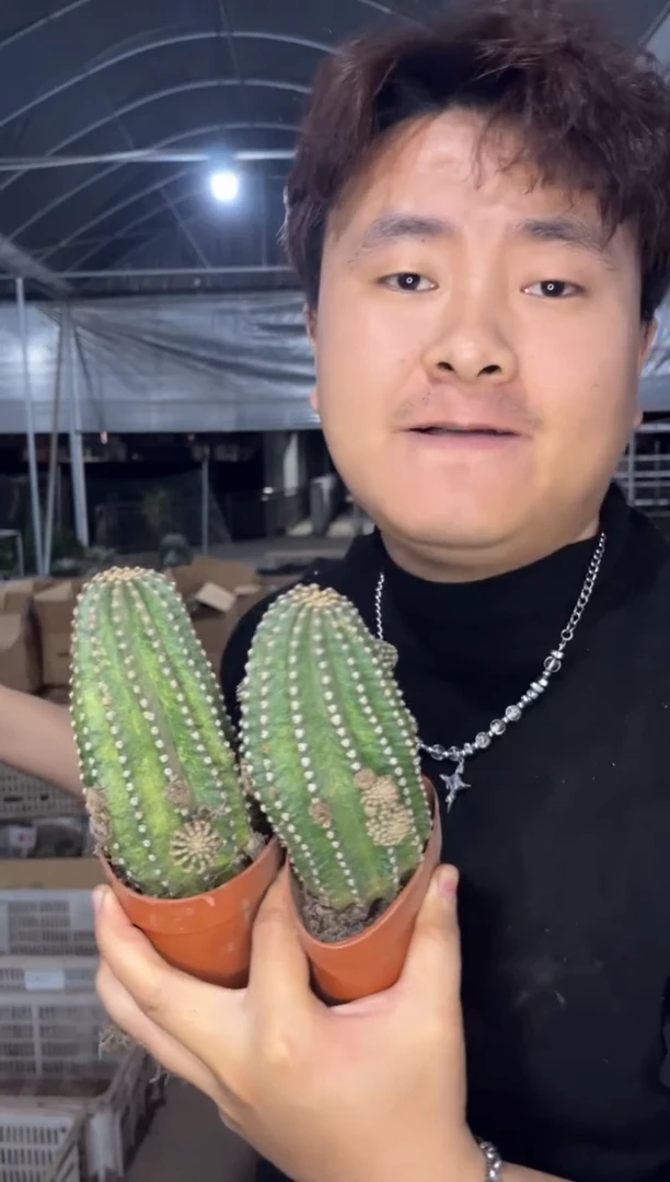3颗 实生根 黑金刚