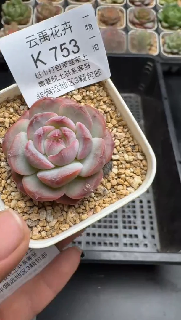753K云禹多肉植物 带盆土纸巾打包 当天拍3颗包邮