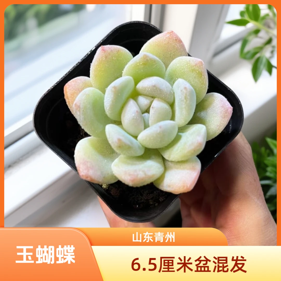 玉蝴蝶6.5厘米盆老桩多肉