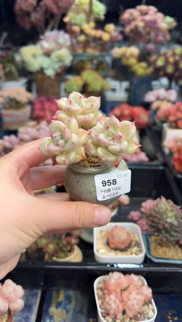 【闪购商品】958不带盆