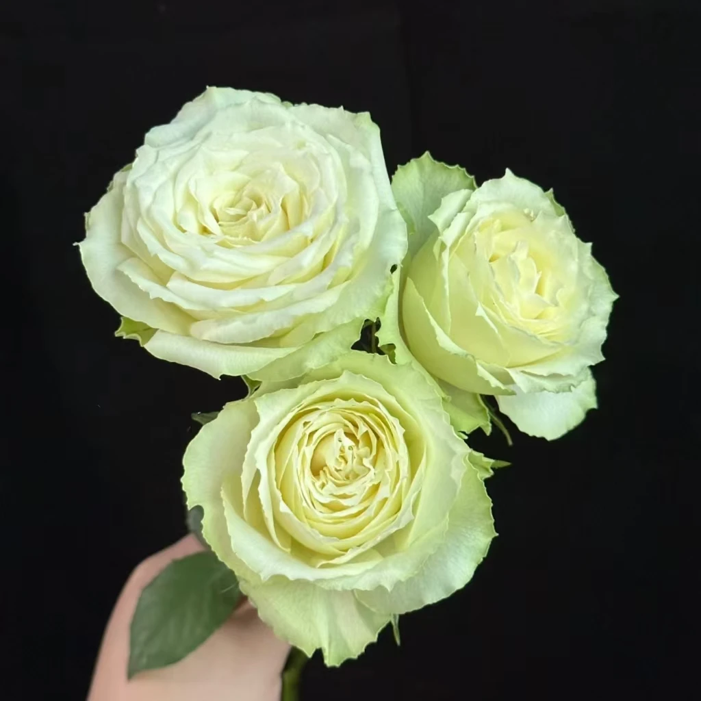 【绿柠檬】玫瑰家用鲜花/花束  云南鲜花基地直发