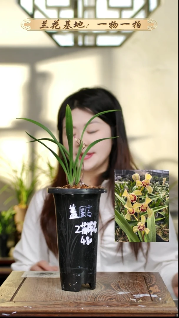 完全开放盖圆荷2苗1花苞