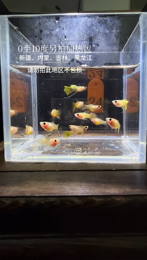 孔雀鱼杂袍幻彩玻璃猫短体编号24