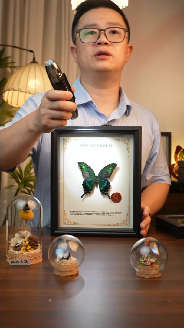 绿带翠凤蝶夏款-英文(10寸欧式黑框）A619