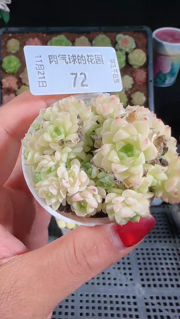 1121-72群生不包整