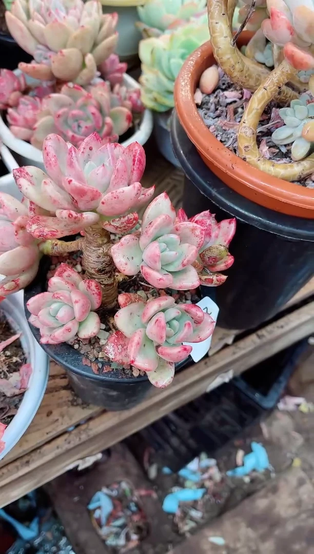 【闪购商品】23127