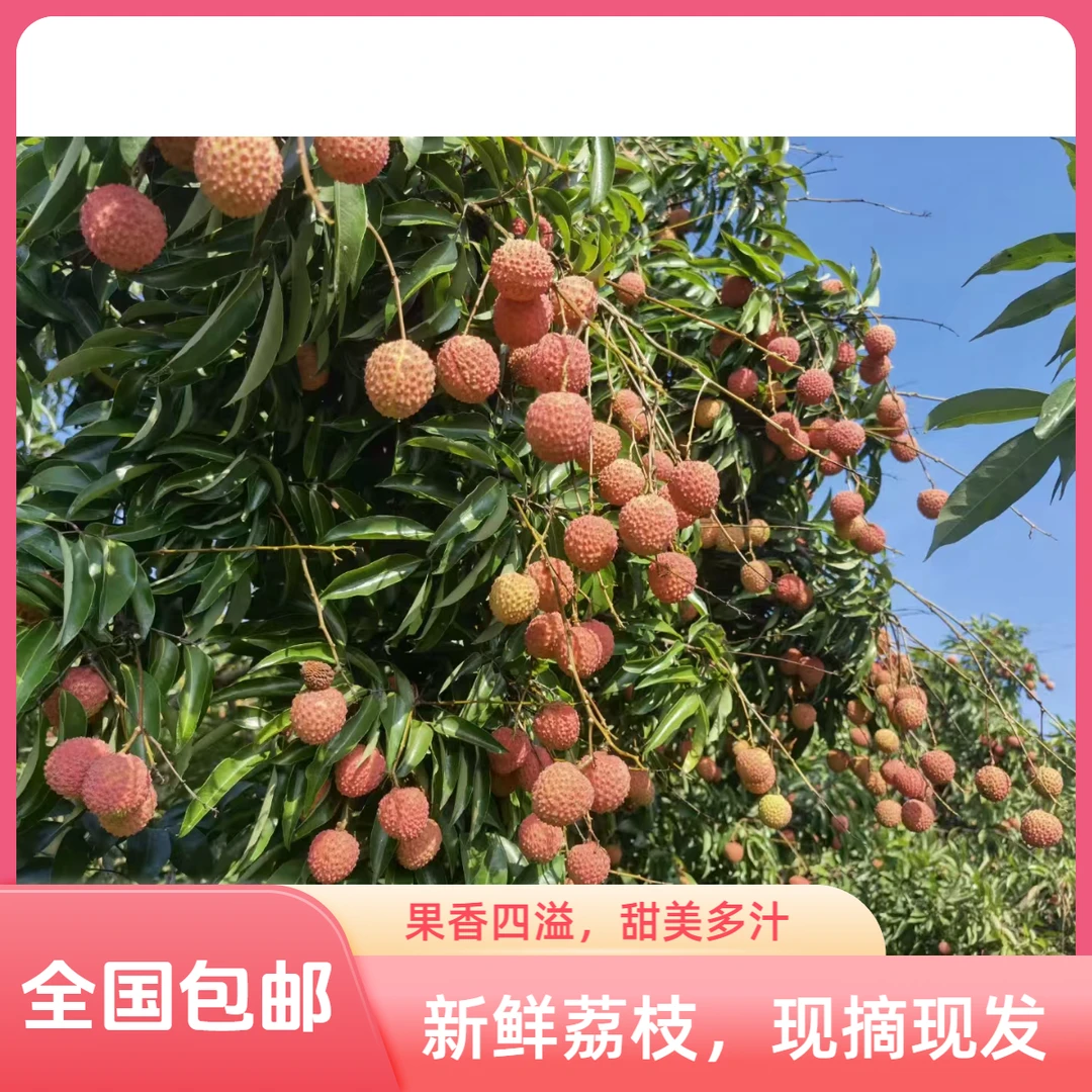 深圳南山桂味荔枝5-10斤净重，顺丰空运包邮到家自家果园 现摘现发