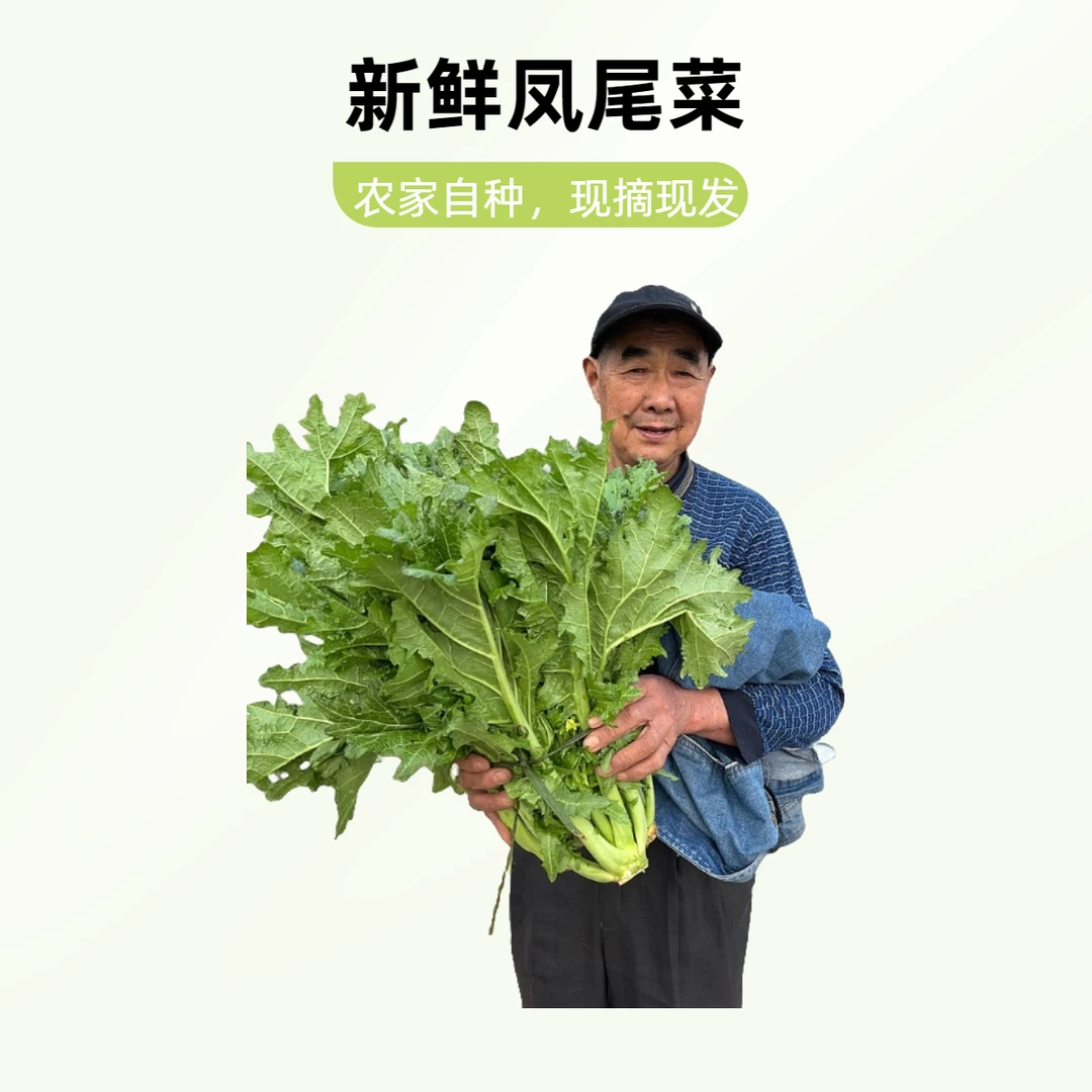 农家自种绿色蔬菜鲜嫩青菜凤尾菜湖南青菜荠菜