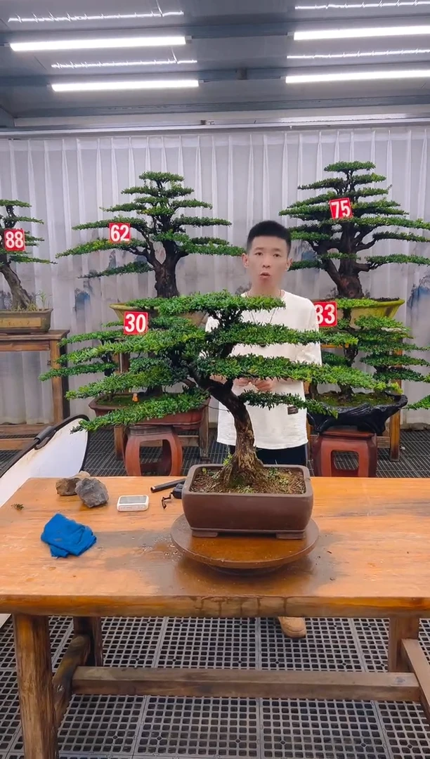 无花朵精品盆景直播间一物一拍
