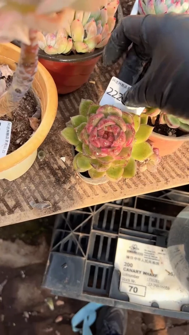 那**芳多肉植物一物一拍22232