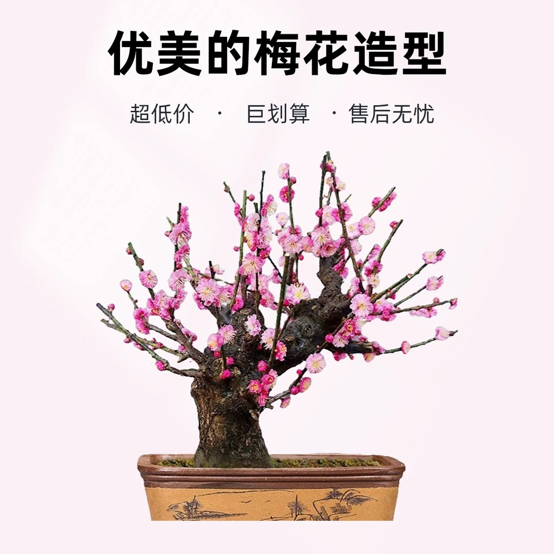 精品梅花骨里红老桩盆景桩型一物一拍