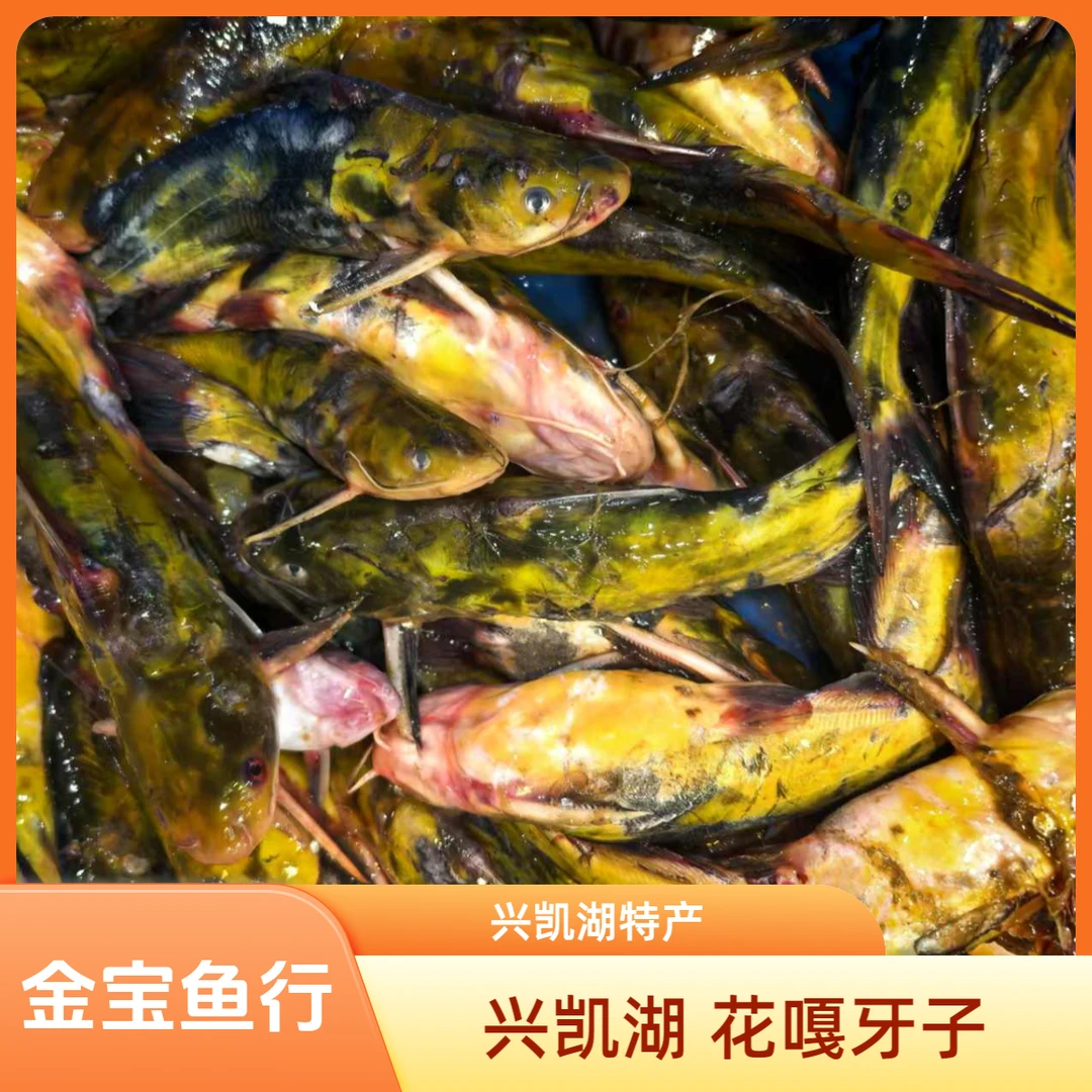 兴凯湖 黄嘎牙子