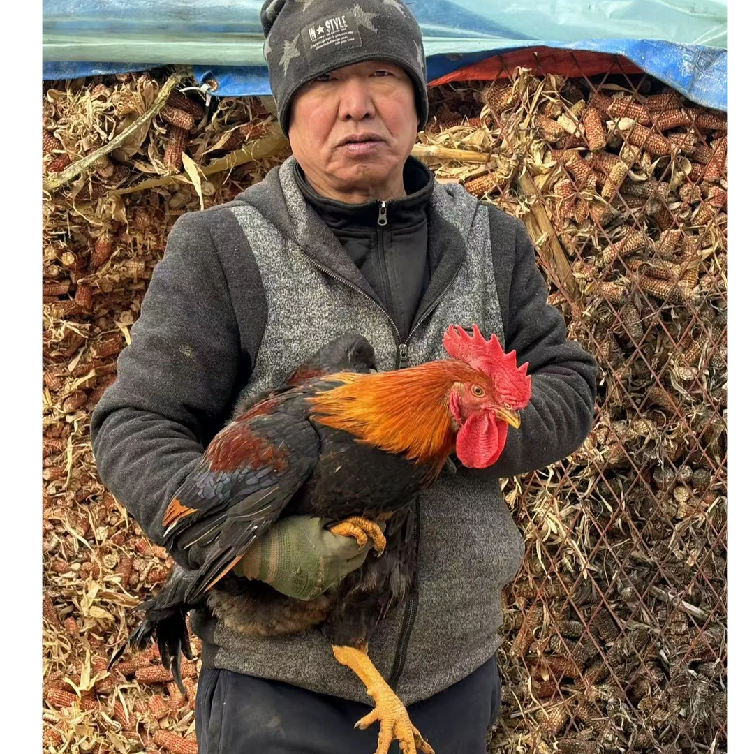 《老客专享》200天东北土鸡纯粮食喂养老客专属福利价格毛重9斤以上