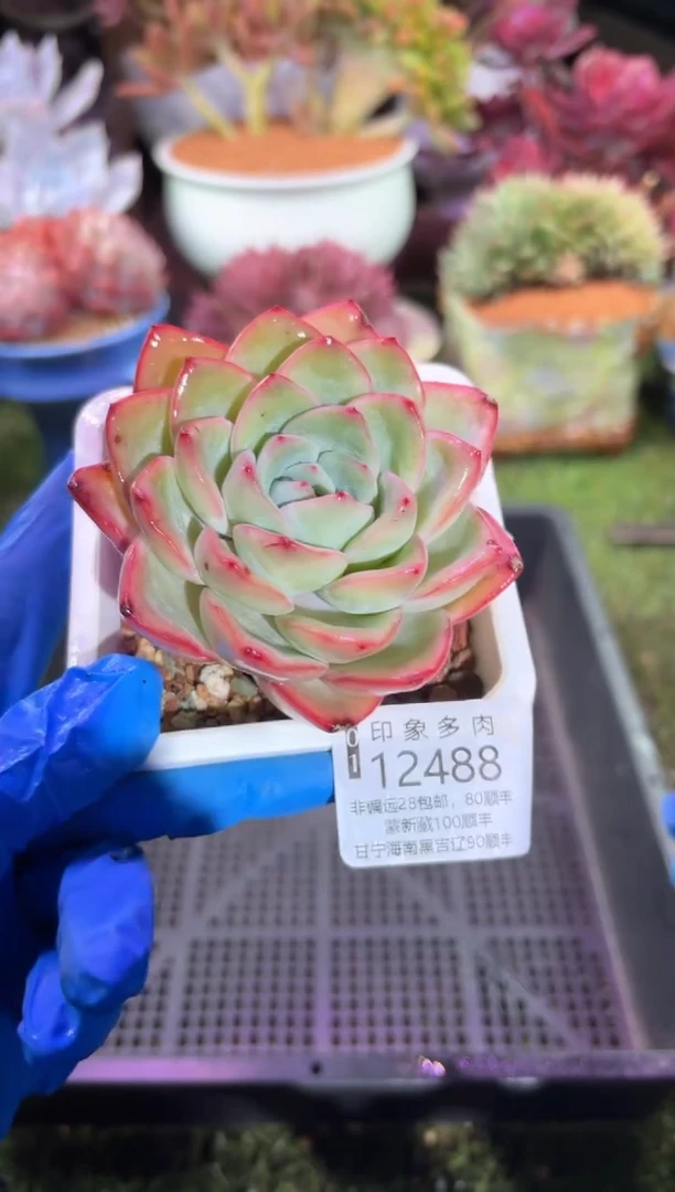 【闪购商品】12488