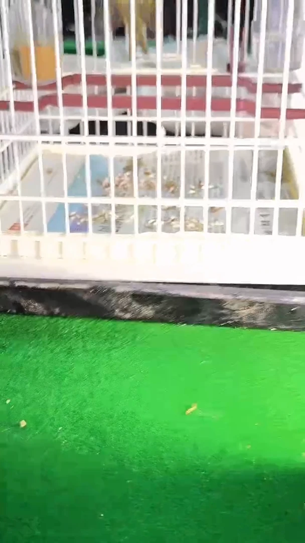 48号柳莺养笼0元起拍