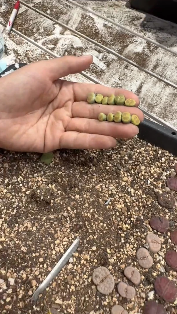 多肉植物肉锥脱土发14-385