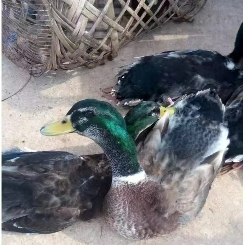 广西正宗农家散养180 天青头鸭冷链包邮