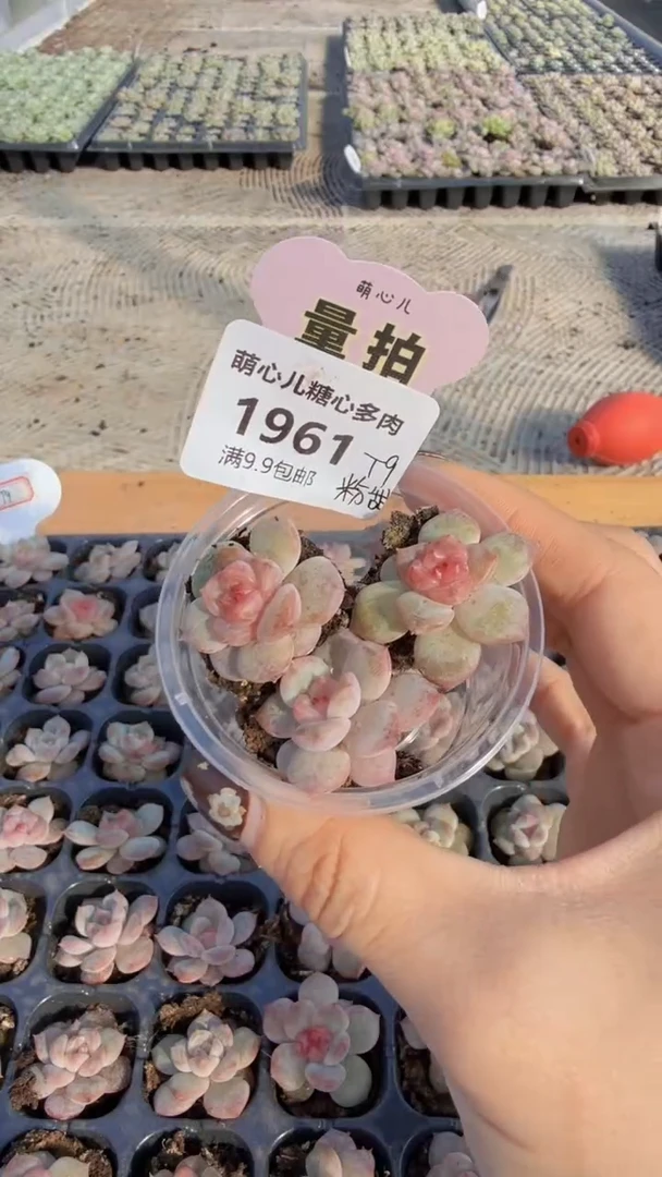 1961 t9单双混 量拍多肉植物.9.9包邮