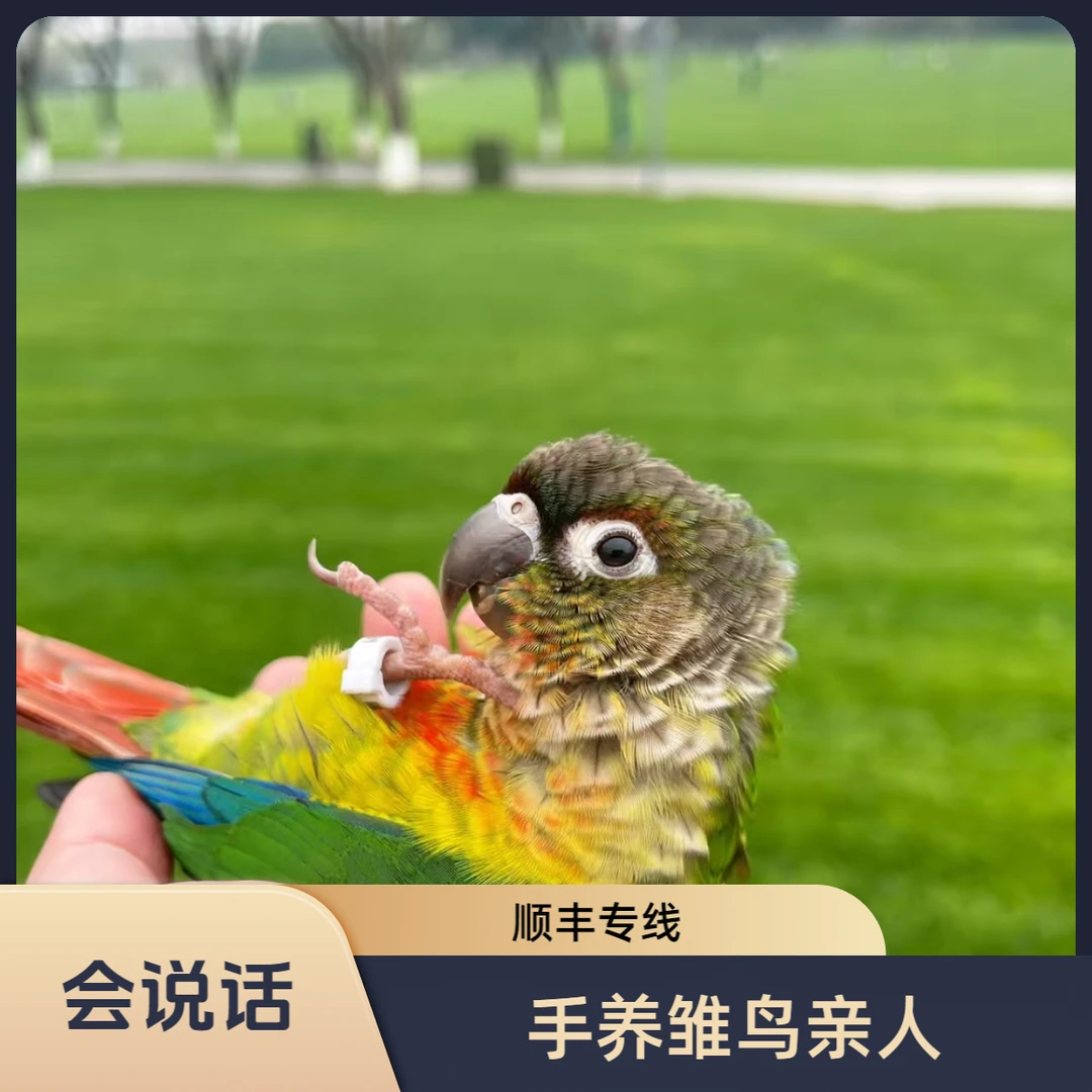【一物一拍】活体雏鸟鹦鹉手养鹦鹉黄边凤梨绿颊喂养鹦鹉直播
