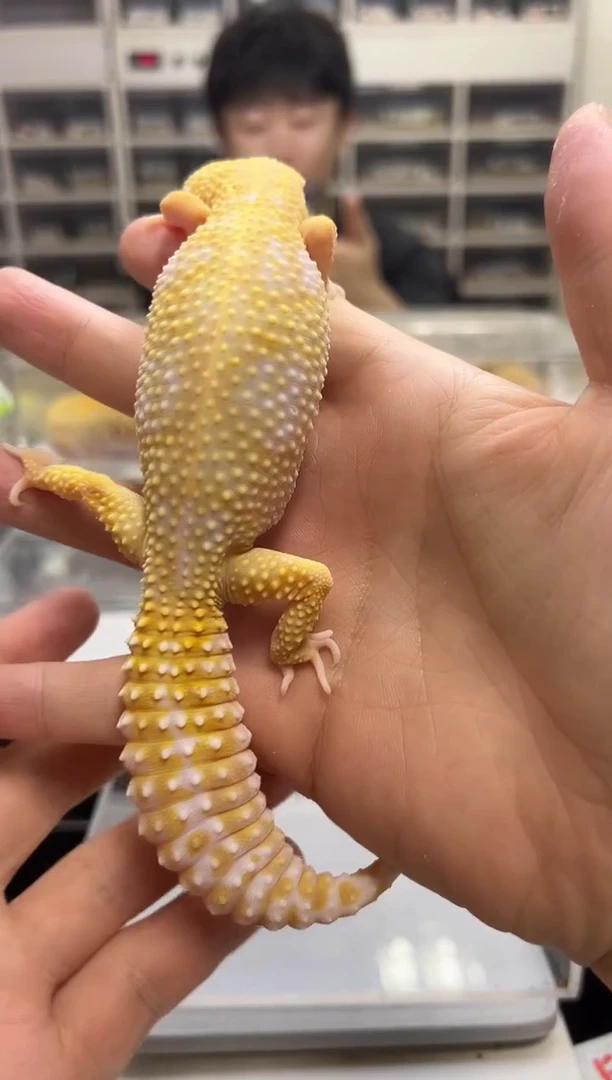 豹纹守宫豹纹守宫08