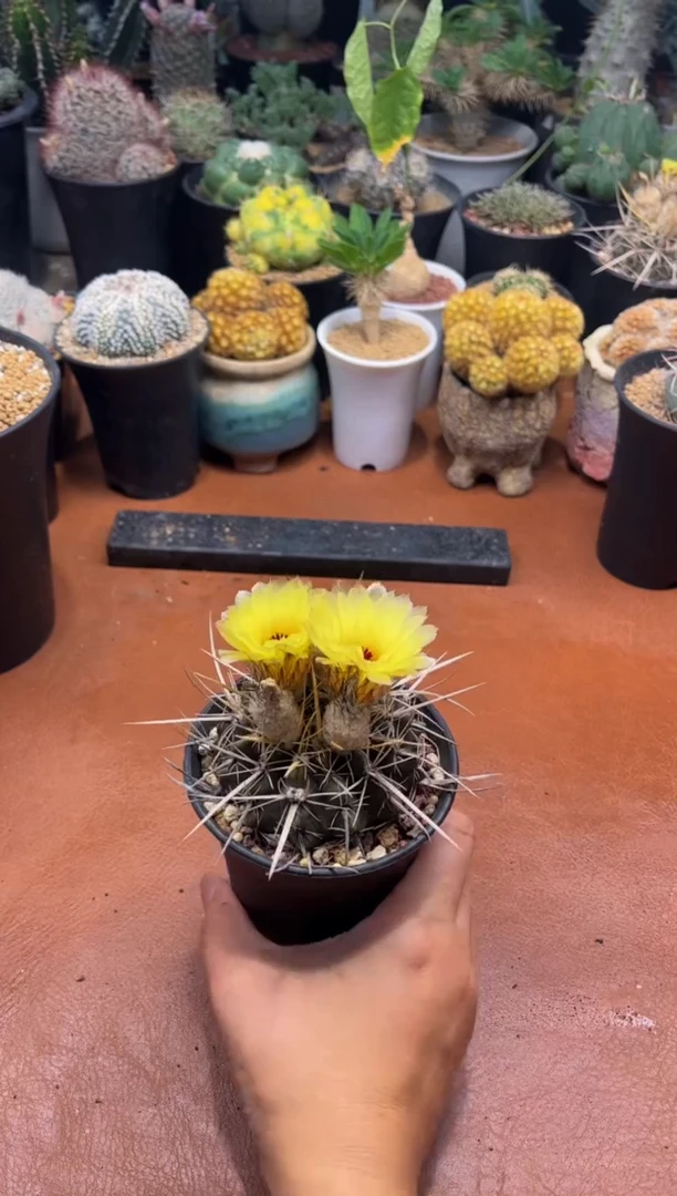 牧生大哥专拍猛狮子