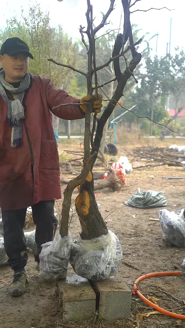 完全开放枣树137