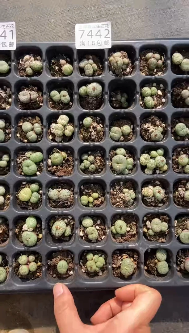 【闪购商品】7442特价猴脸清姬有疤发货21颗