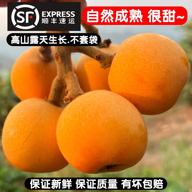 【顺丰精选】四川高山大五星枇杷树上熟当季新鲜水果