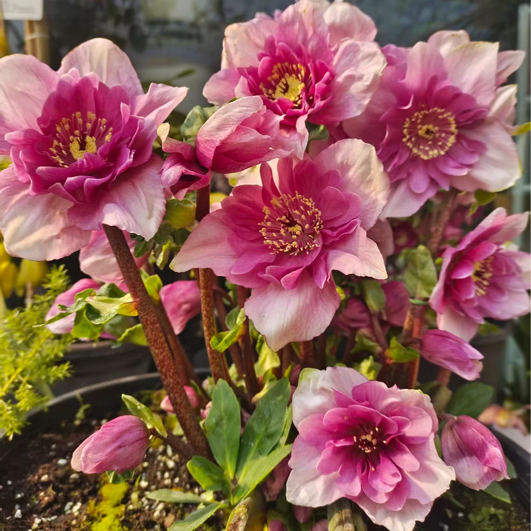 超新品重瓣铁筷子【甜心】盆栽花苗耐寒植物花期长