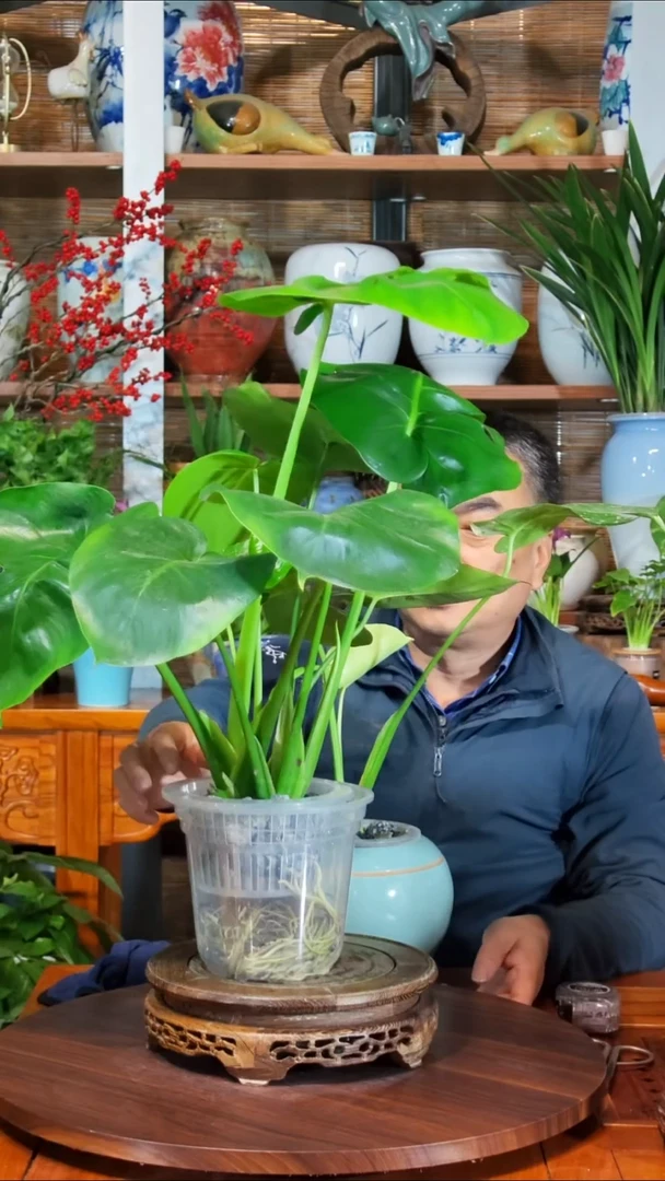 完全开放二*手水之韵水培龟背竹