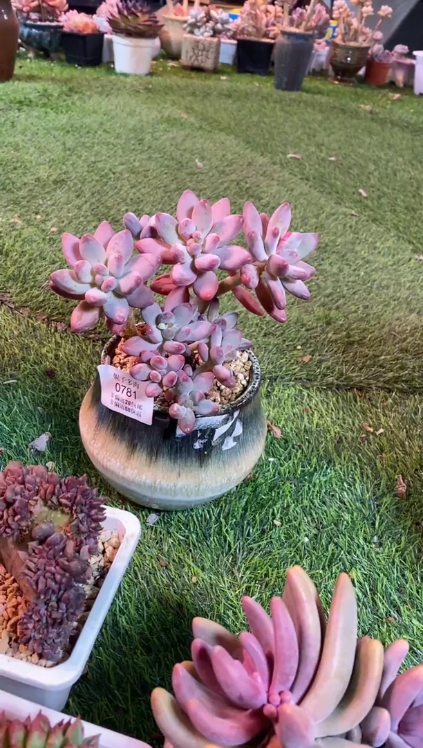 【闪购商品】苹果奶酪0781aaaaaa