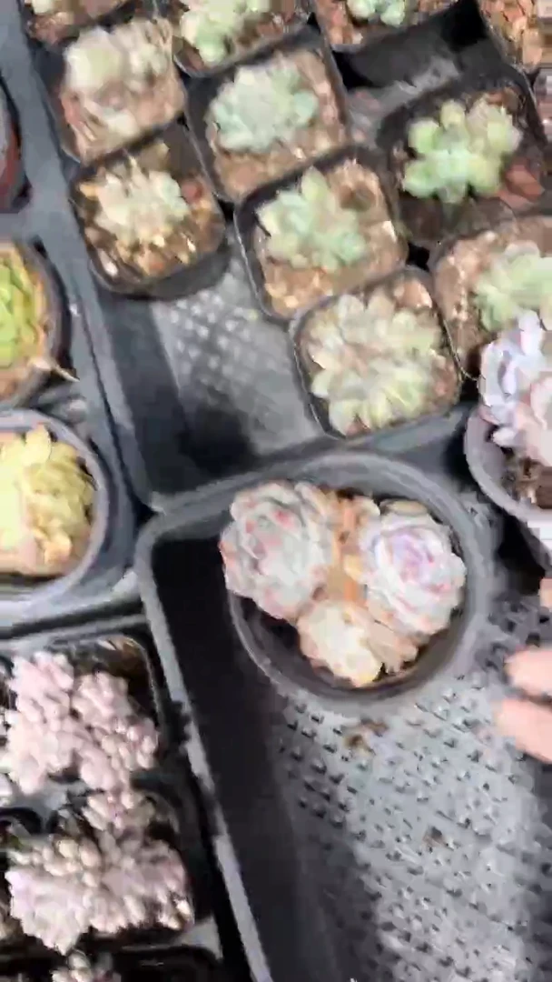 【闪购商品】90盆橙子双头起多肉