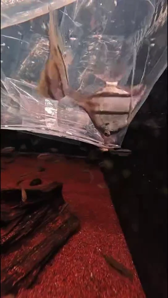 工具鱼程*金20号魔门神仙2（只包运输损耗.开袋入缸后死亡不包）