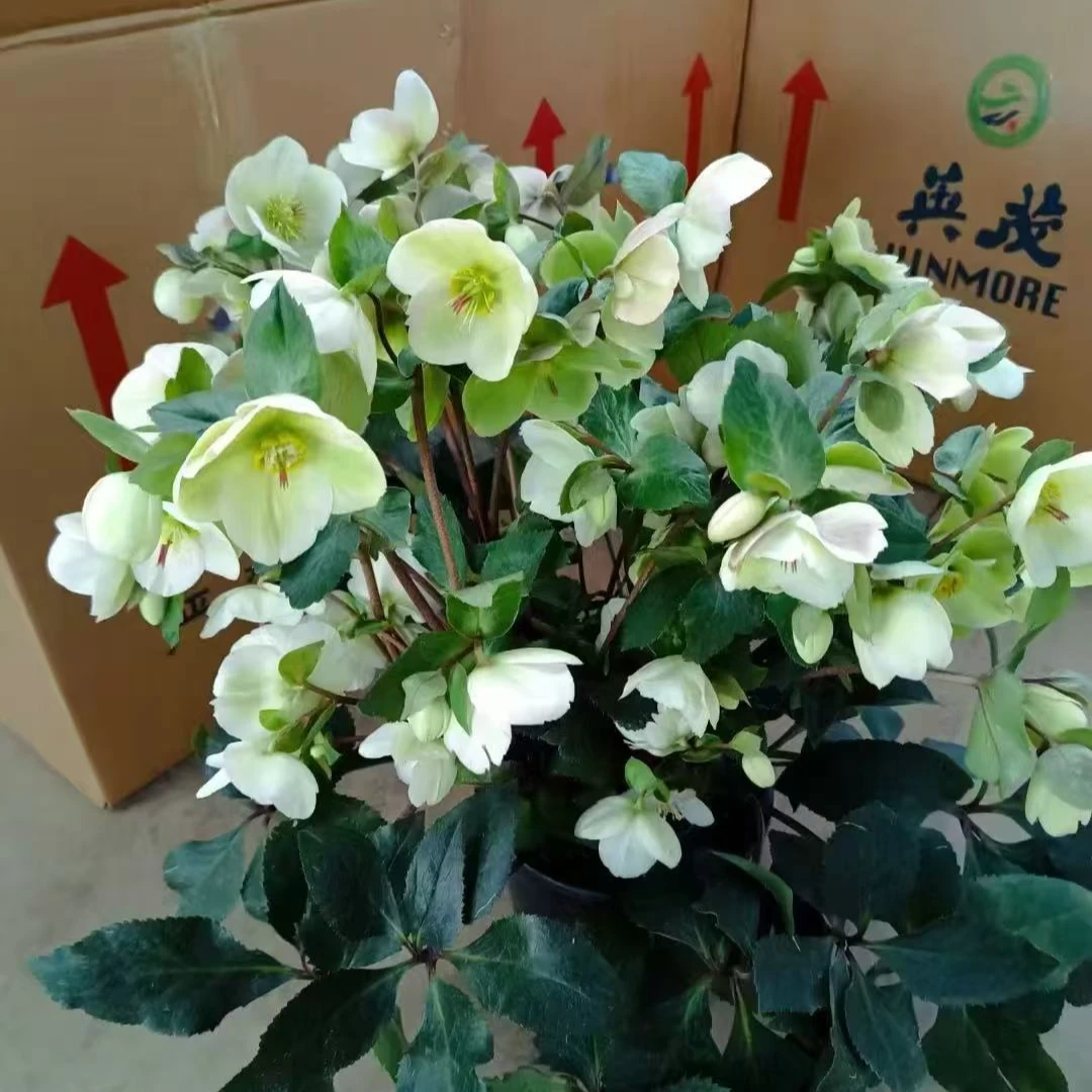 【柠檬星】冰雪玫瑰红爆花机器小众高级纯白无暇