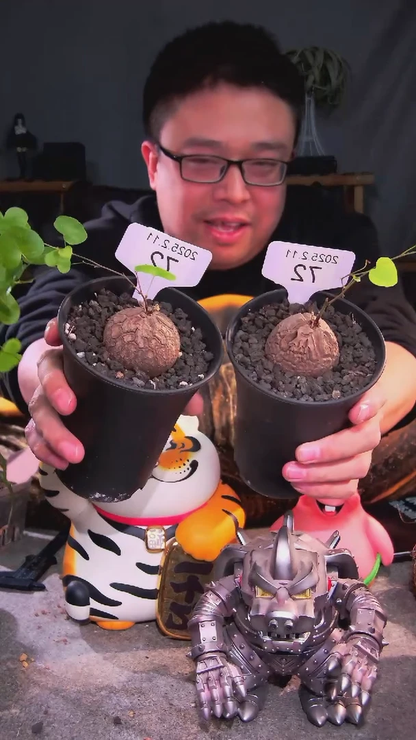 【闪购商品】南非龟甲2.11.72