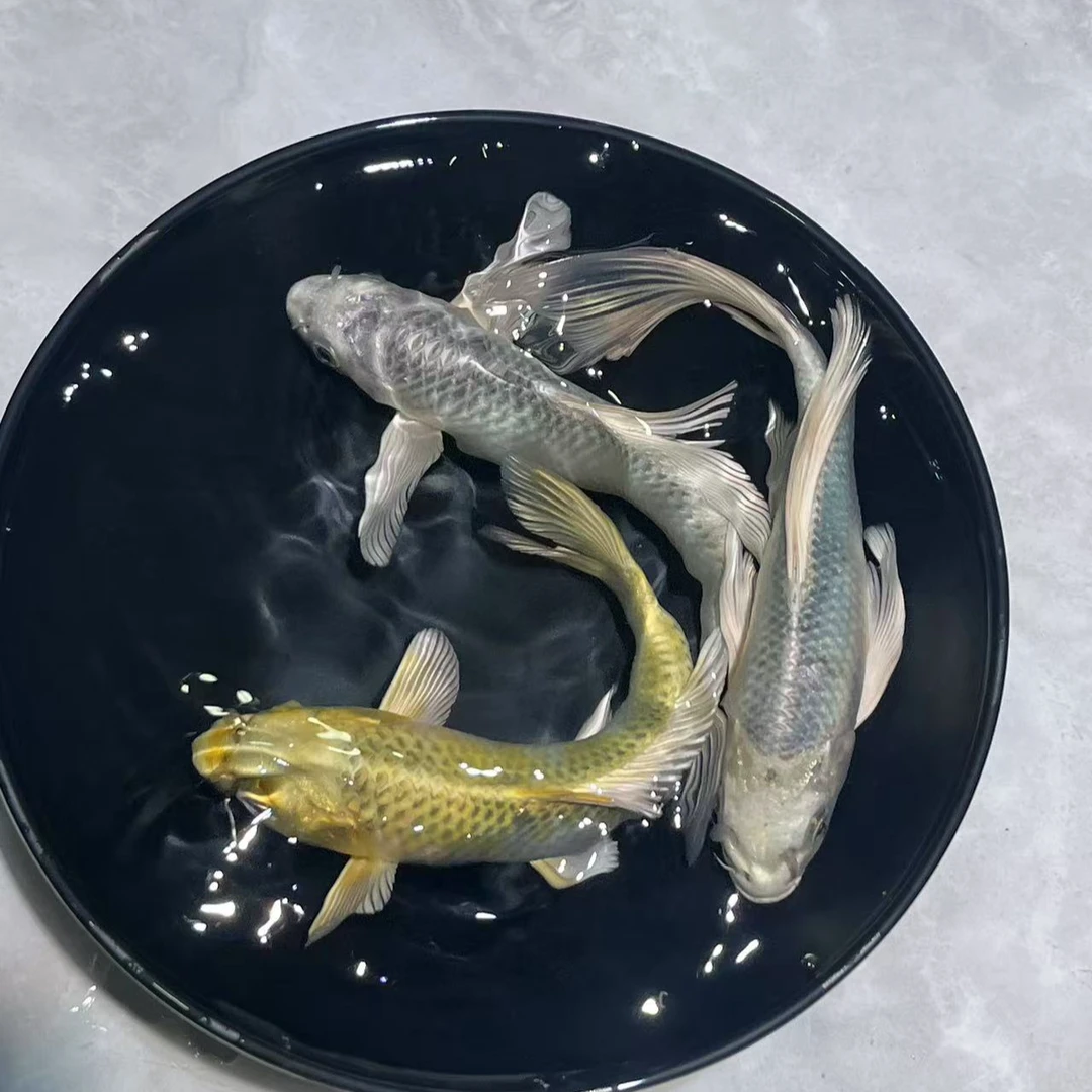 601-700号玛雅色蝴蝶鲤锦鲤金鱼宠物鱼观赏鱼活体