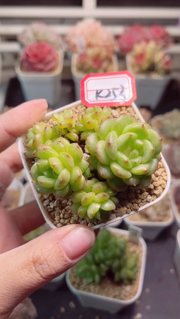 【闪购商品】一物一拍K253灯泡