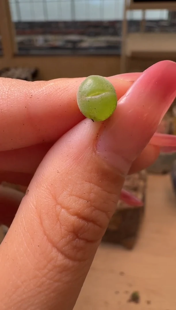 8-339多肉植物肉锥