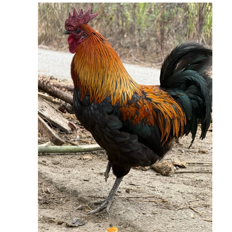 贵州阿迪跑山公鸡