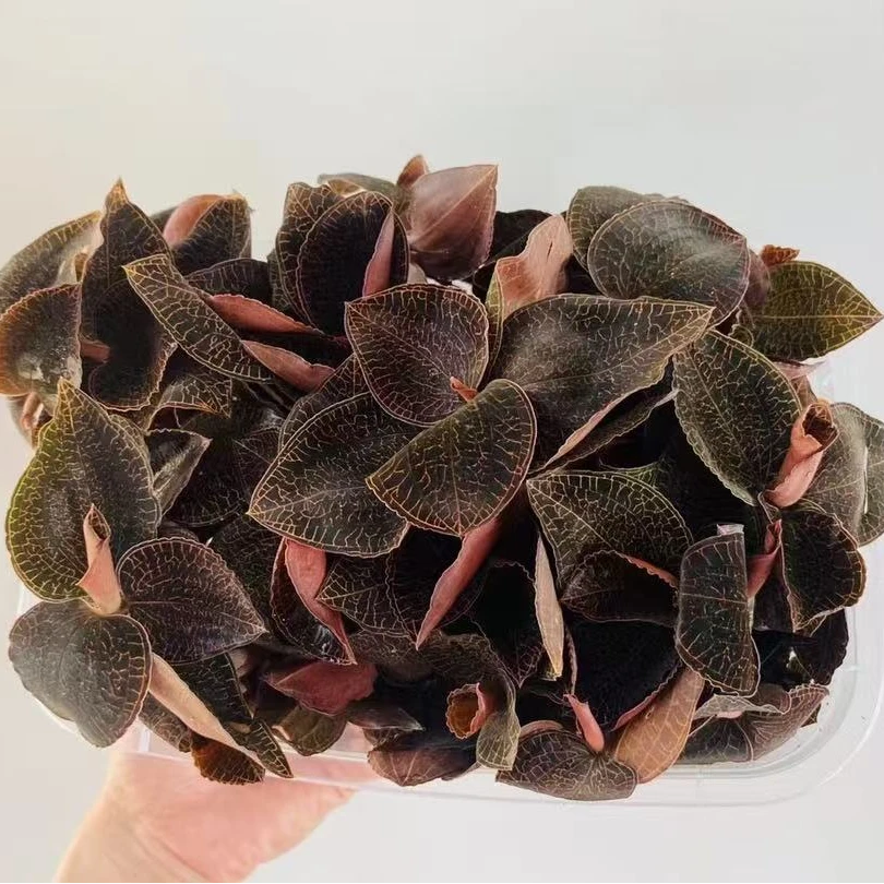 福建南靖鲜品种植金线整株250克保鲜盒装