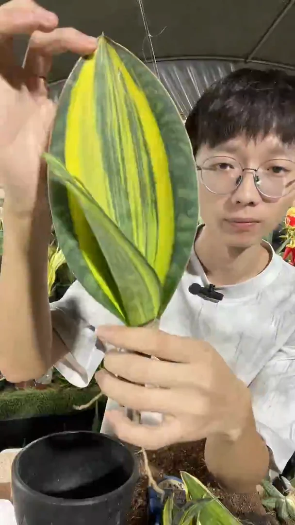 一物一拍21号黄金宝镜25.8