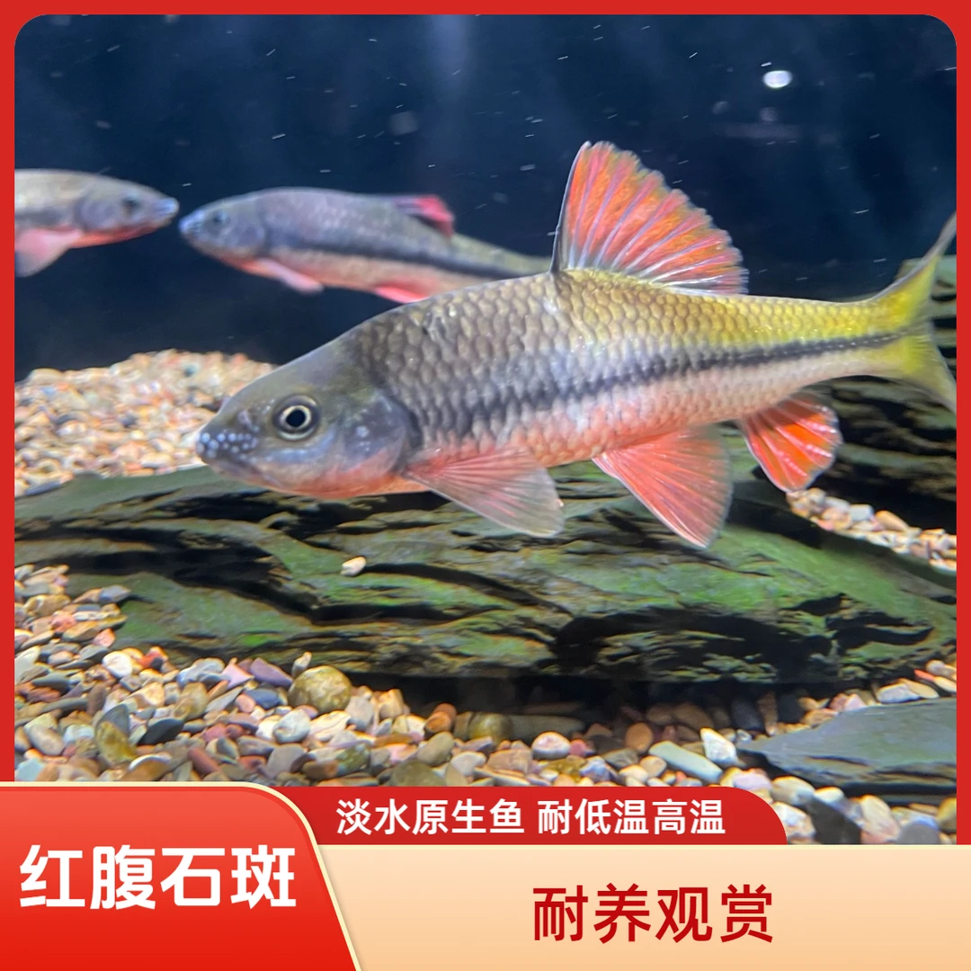 浙江红鳍红腹溪石斑小型冷水鱼观赏鱼原生鱼群游好养活适合新手