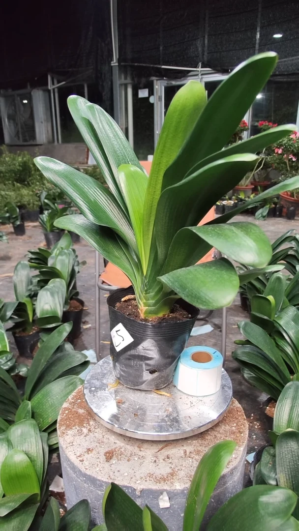 无花朵25块君子兰