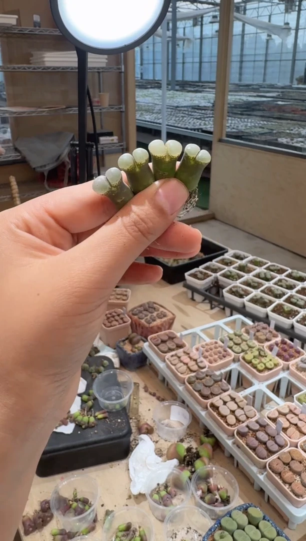 174多肉植物肉锥黑油亮风铃一颗