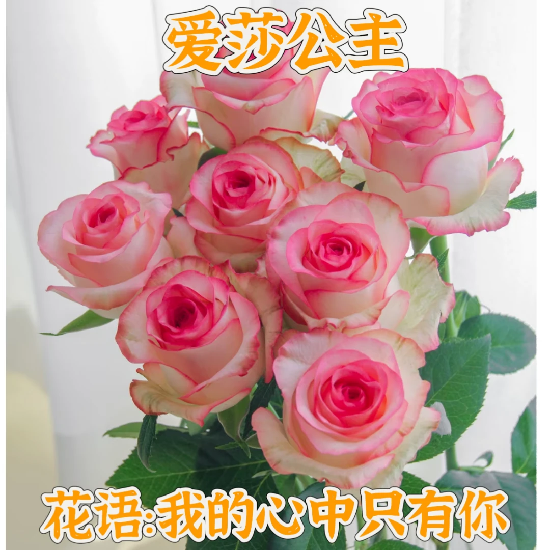 特价【次日达直播间专属】艾莎玫瑰十枝