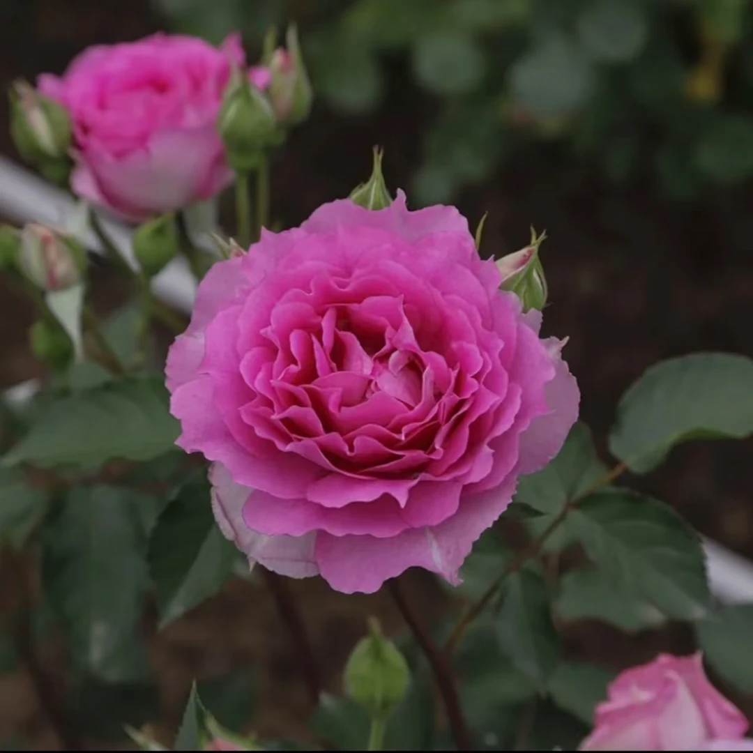 【天方夜谭】大花浓香月季花苗四季开花盆栽地栽花卉带花苞耐寒耐热