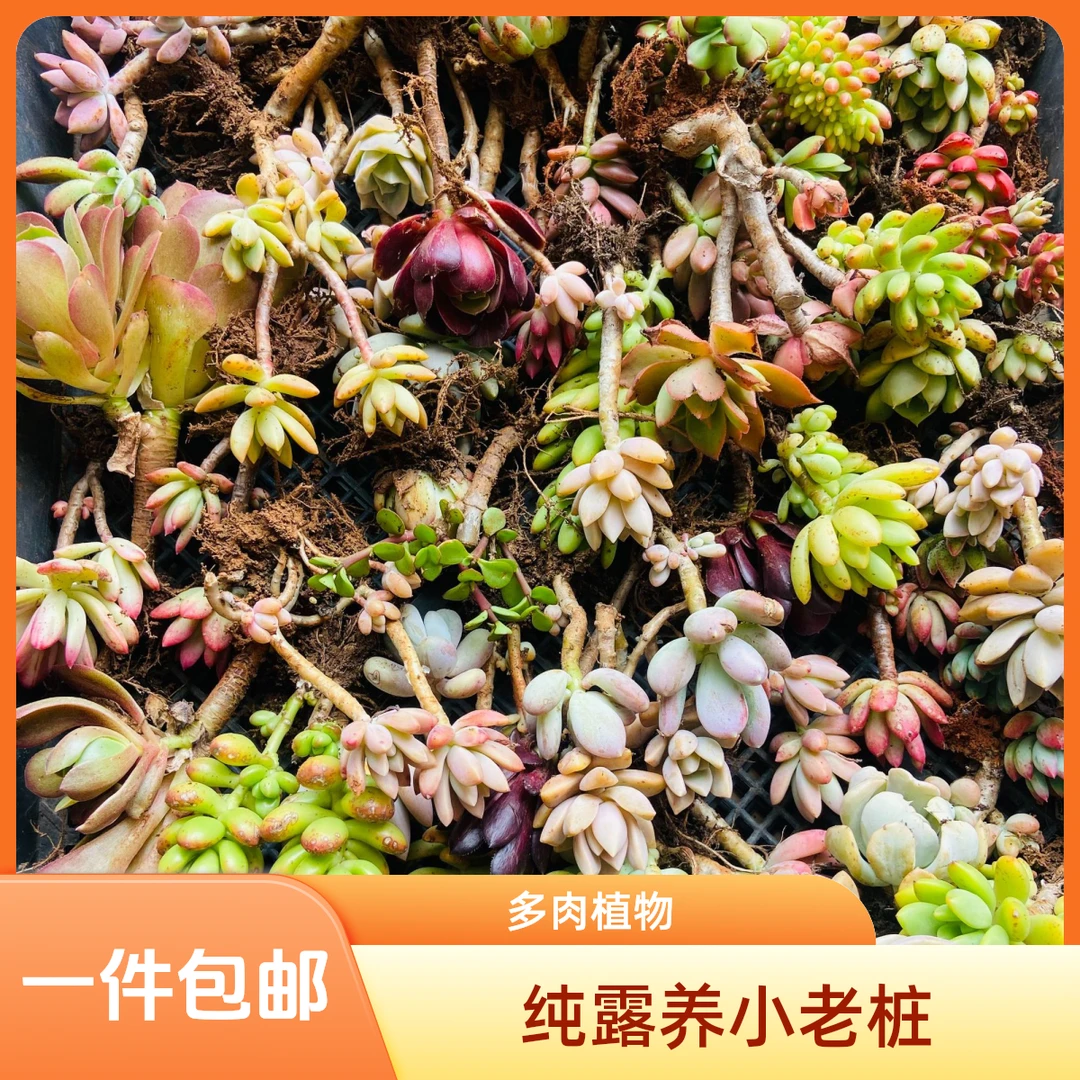 随机多肉植物小老桩脱土发货单品包邮纯露天种植基地好养耐运输