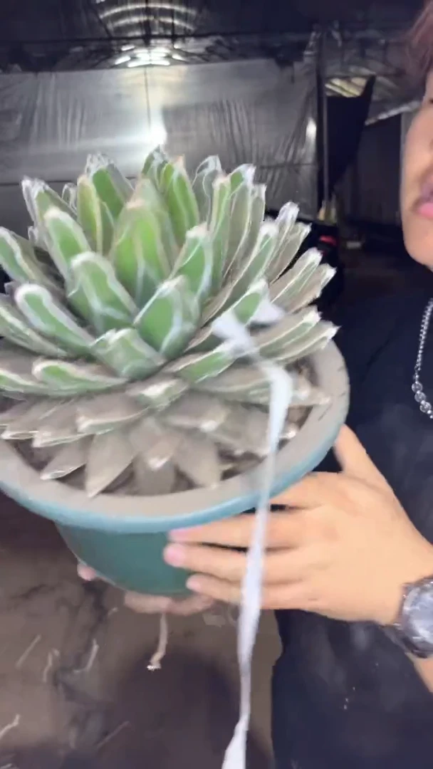 特大 屉之雪 18-22cm