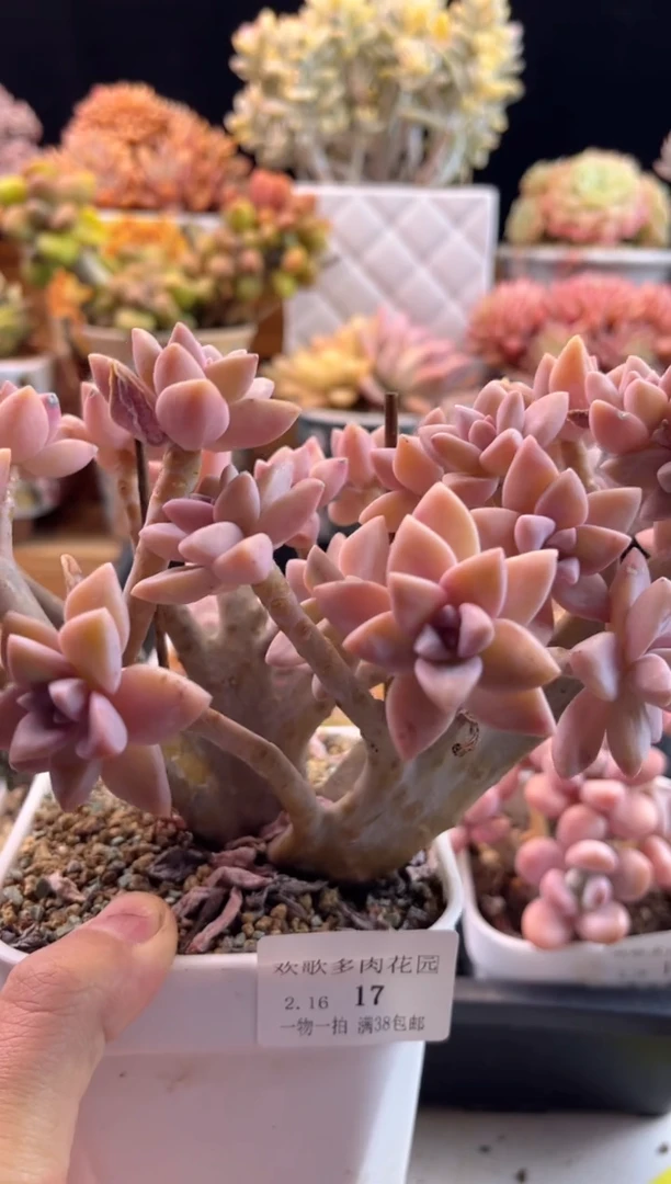 【闪购商品】2.16-17淡雪缀化