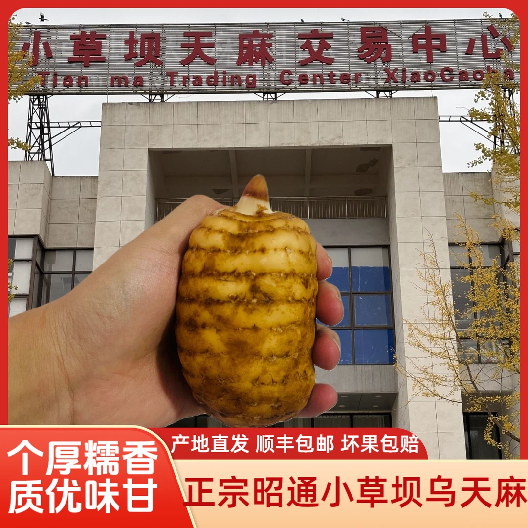 【麻农源头价】每日现挖云南昭通小草坝高山乌天麻营养丰富新鲜送礼